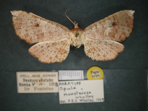 /filer/webapps/moths/media/images/M/monsterosa_Opula_PT_RMCA_01.jpg