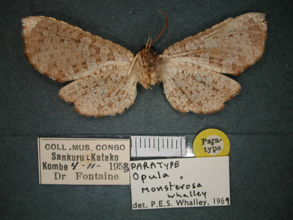 /filer/webapps/moths/media/images/M/monsterosa_Opula_PT_RMCA_02.jpg