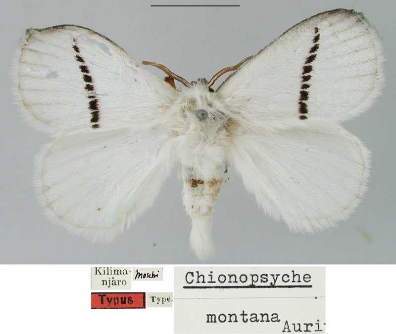 /filer/webapps/moths/media/images/M/montana_Chionopsyche_HT_SNHM.jpg