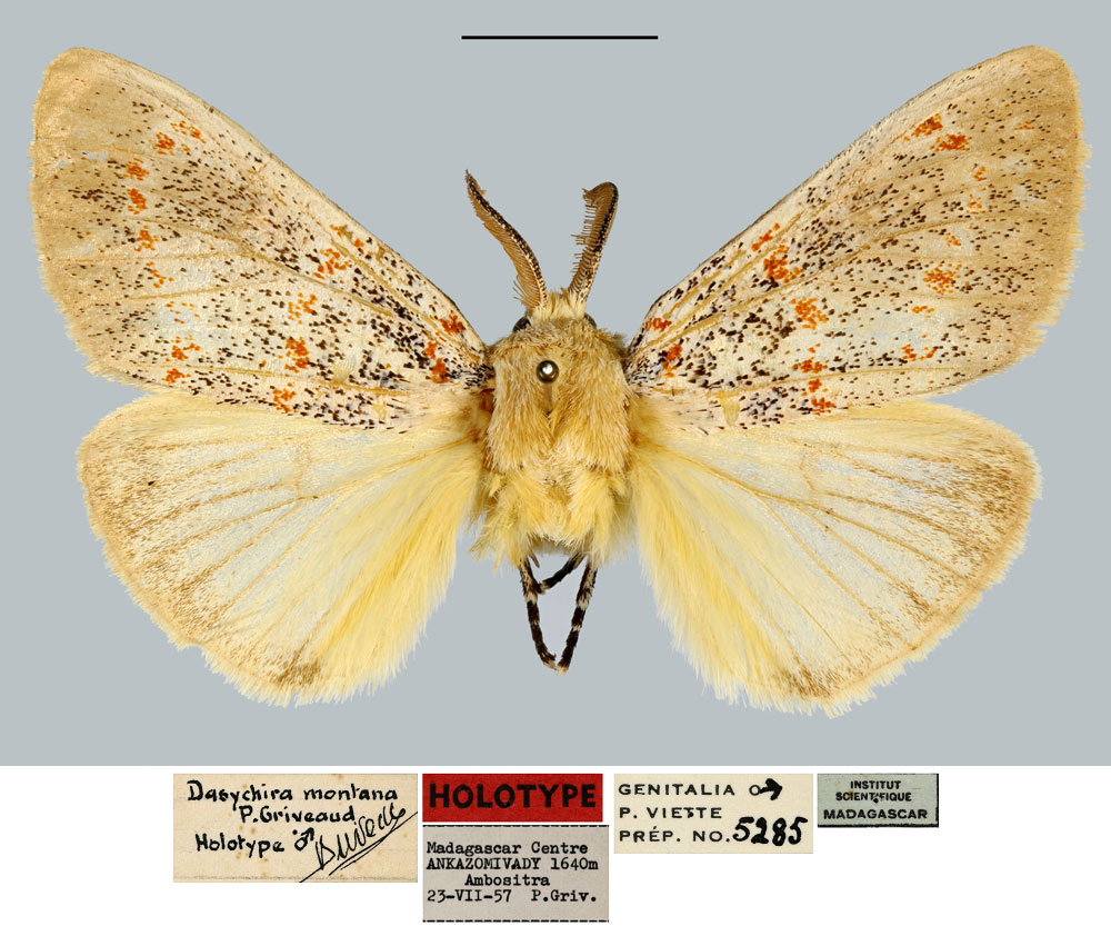 /filer/webapps/moths/media/images/M/montana_Dasychira_HT_MNHN.jpg