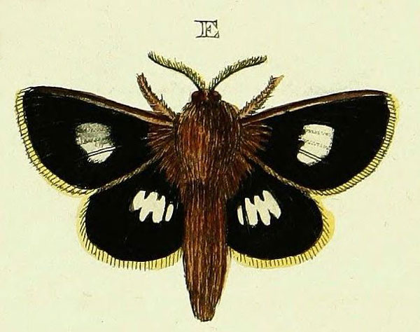 /filer/webapps/moths/media/images/M/montana_Mesocelis_Cramer4_356_E.jpg