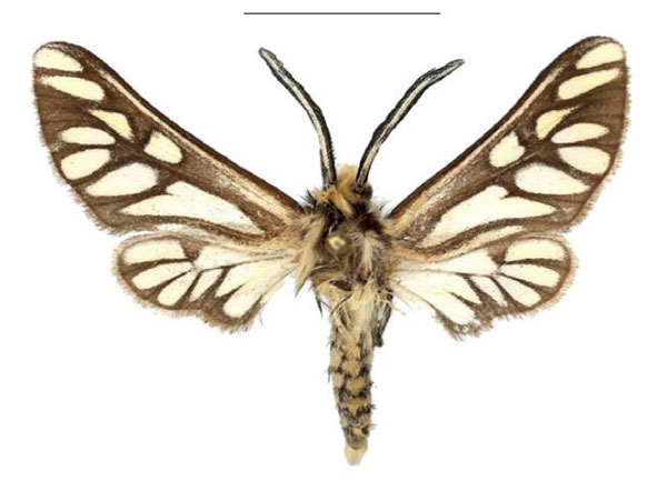 /filer/webapps/moths/media/images/M/montana_Thyretes_AM_ZSMa.jpg