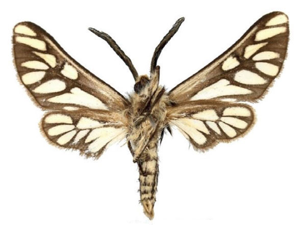 /filer/webapps/moths/media/images/M/montana_Thyretes_AM_ZSMb.jpg