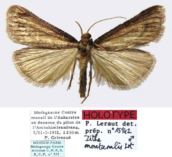 /filer/webapps/moths/media/images/M/montanalis_Zitha_HT_MNHN.jpg