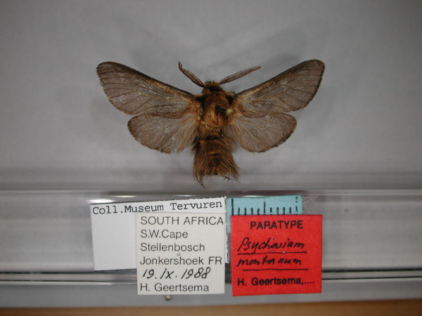 /filer/webapps/moths/media/images/M/montanum_Psycharium_PT_RMCA_01.jpg