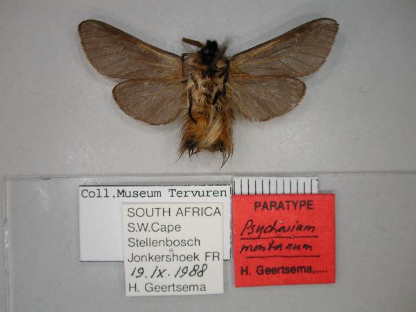 /filer/webapps/moths/media/images/M/montanum_Psycharium_PT_RMCA_02.jpg