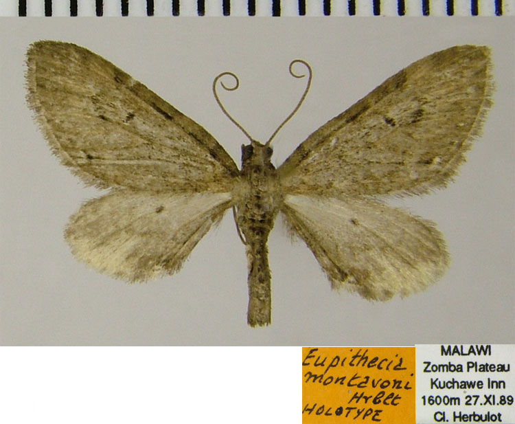 /filer/webapps/moths/media/images/M/montavoni_Eupithecia_HT_ZSM.jpg