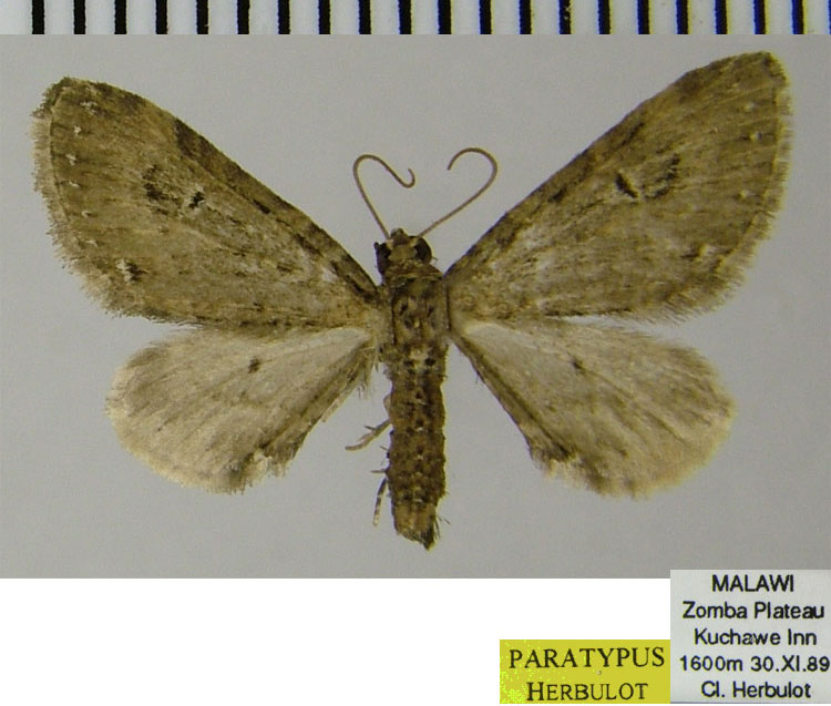 /filer/webapps/moths/media/images/M/montavoni_Eupithecia_PTF_ZSM.jpg