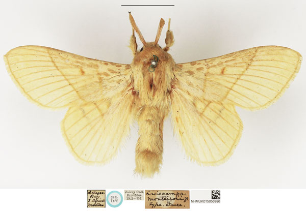 /filer/webapps/moths/media/images/M/monteiroi_Lasiocampa_STM_NHMUK.jpg