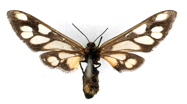 /filer/webapps/moths/media/images/M/monteiroi_Thyretes_HT_BMNH_02_NGbzx45.jpg