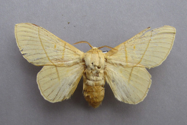 /filer/webapps/moths/media/images/M/monteiroi_Trichopisthia_AF_Baron.jpg