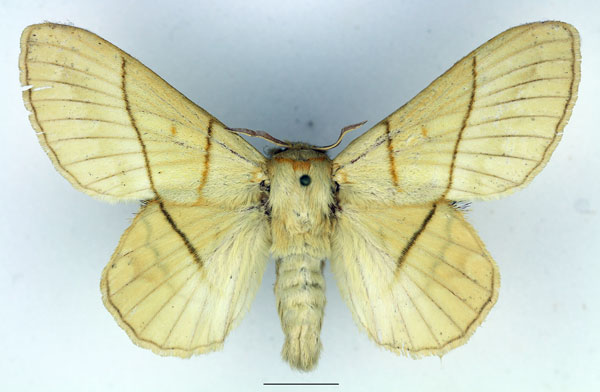 /filer/webapps/moths/media/images/M/monteiroi_Trichopisthia_AF_Basquin_01.jpg