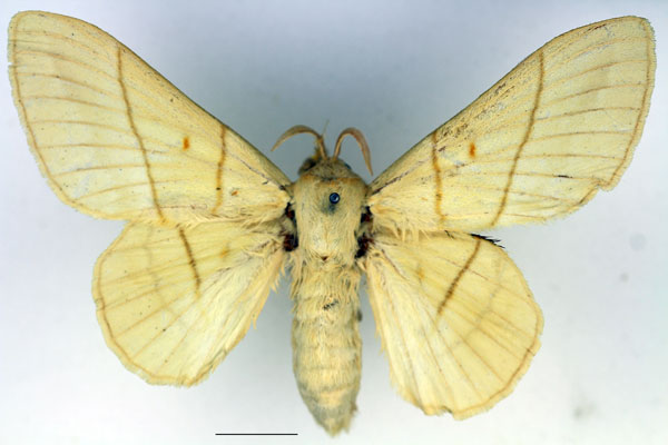 /filer/webapps/moths/media/images/M/monteiroi_Trichopisthia_AF_Basquin_02.jpg