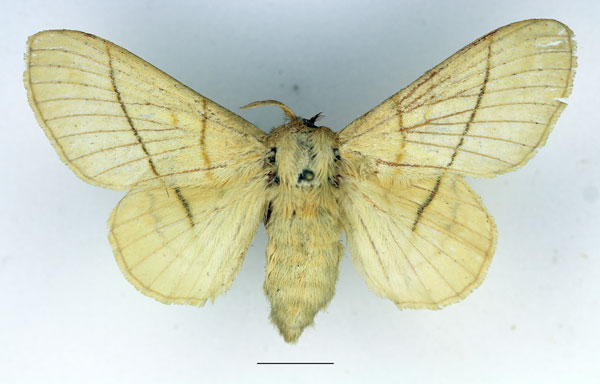 /filer/webapps/moths/media/images/M/monteiroi_Trichopisthia_AF_Basquin_03.jpg