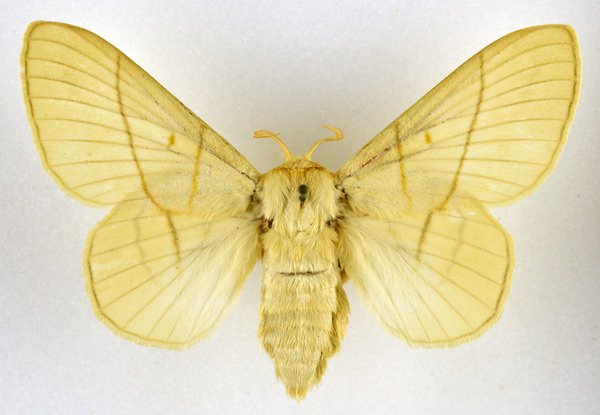 /filer/webapps/moths/media/images/M/monteiroi_Trichopisthia_AF_NHMO.jpg