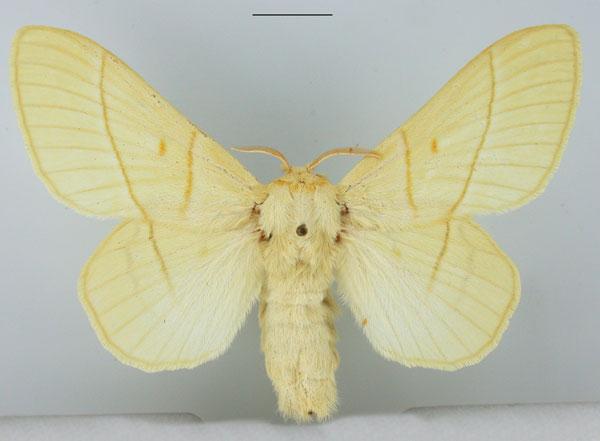 /filer/webapps/moths/media/images/M/monteiroi_Trichopisthia_AF_TMSA.jpg