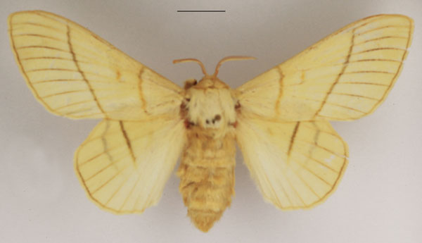 /filer/webapps/moths/media/images/M/monteiroi_Trichopisthia_AF_TMSA_02.jpg