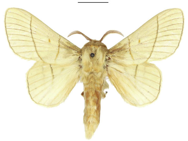 /filer/webapps/moths/media/images/M/monteiroi_Trichopisthia_AM_ANHRT.jpg