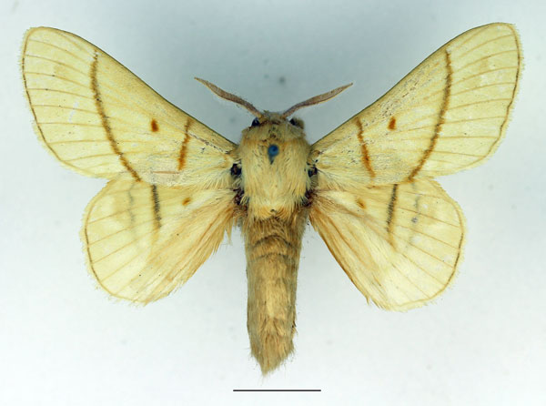 /filer/webapps/moths/media/images/M/monteiroi_Trichopisthia_AM_Basquin_01.jpg
