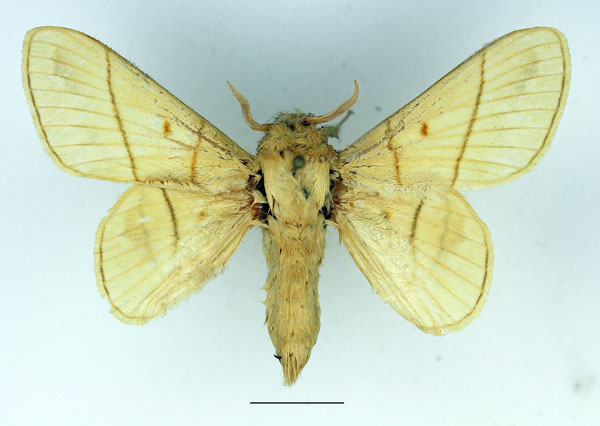/filer/webapps/moths/media/images/M/monteiroi_Trichopisthia_AM_Basquin_02.jpg