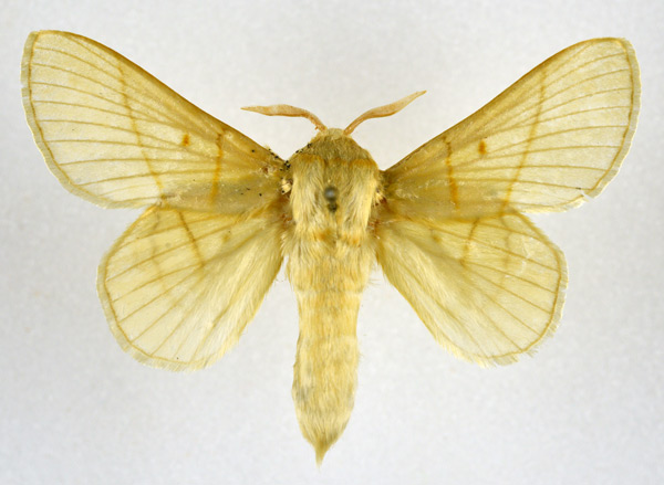 /filer/webapps/moths/media/images/M/monteiroi_Trichopisthia_AM_NHMO.jpg