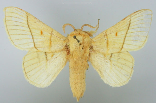 /filer/webapps/moths/media/images/M/monteiroi_Trichopisthia_AM_TMSA.jpg