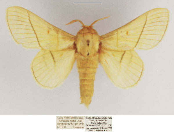 /filer/webapps/moths/media/images/M/monteiroi_Trichopisthia_AM_TMSA_02.jpg