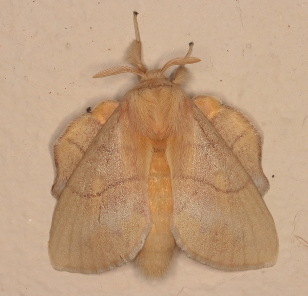 /filer/webapps/moths/media/images/M/monteiroi_Trichopisthia_A_Heyns_01.JPG