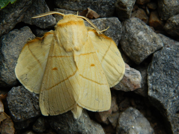 /filer/webapps/moths/media/images/M/monteiroi_Trichopisthia_A_Lesethle.jpg