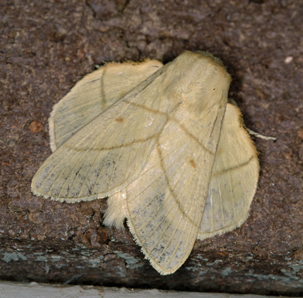 /filer/webapps/moths/media/images/M/monteiroi_Trichopisthia_A_Roland_03.jpg