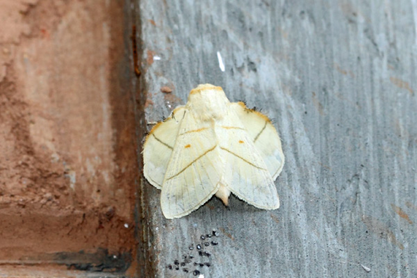 /filer/webapps/moths/media/images/M/monteiroi_Trichopisthia_A_Voaden.jpg