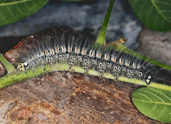 /filer/webapps/moths/media/images/M/monteiroi_Trichopisthia_C_Roland_02.jpg