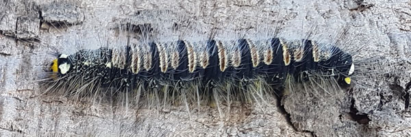 /filer/webapps/moths/media/images/M/monteiroi_Trichopisthia_C_Sunnay.jpg