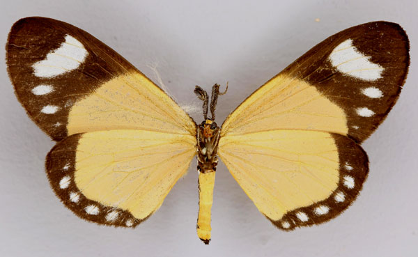 /filer/webapps/moths/media/images/M/monteironis_Cartaletis_A_ZSM_02.jpg