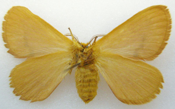 /filer/webapps/moths/media/images/M/monteironis_Phasicnecus_HT_NHMUKb.jpg