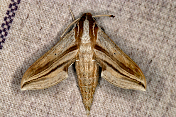 /filer/webapps/moths/media/images/M/monteironis_Theretra_A_Roland_01.jpg