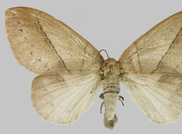 /filer/webapps/moths/media/images/M/montibia_Philotherma_AF_RMBH.jpg