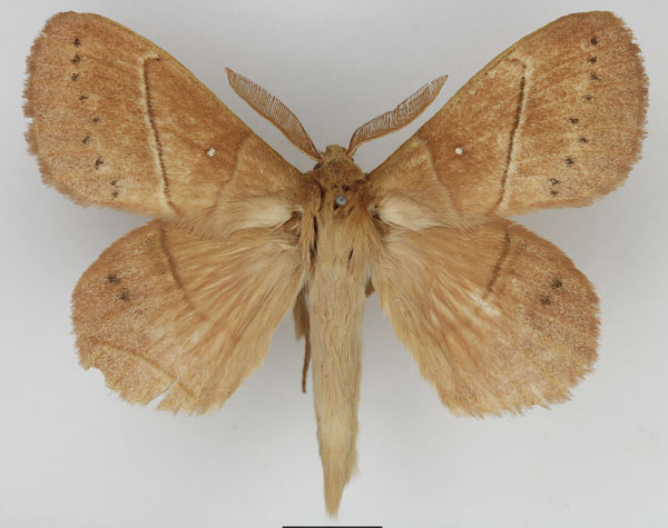 /filer/webapps/moths/media/images/M/montibia_Philotherma_AM_Basquin_02.jpg