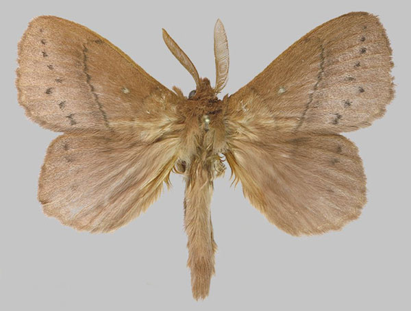 /filer/webapps/moths/media/images/M/montibia_Philotherma_AM_RMBH.jpg