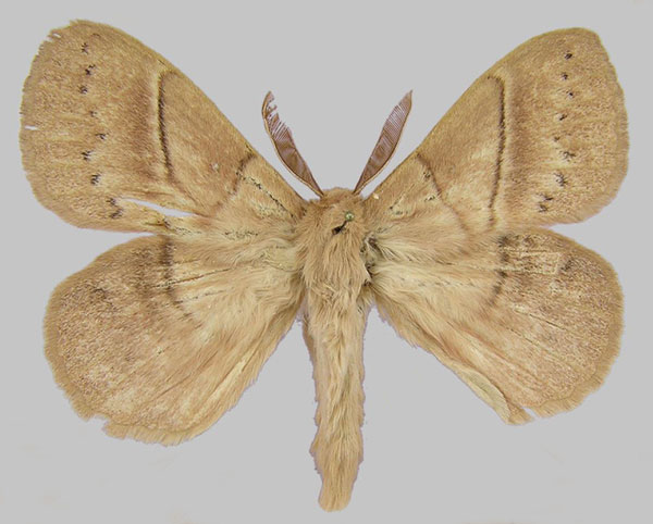 /filer/webapps/moths/media/images/M/montibia_Philotherma_AM_ZSM_01.jpg