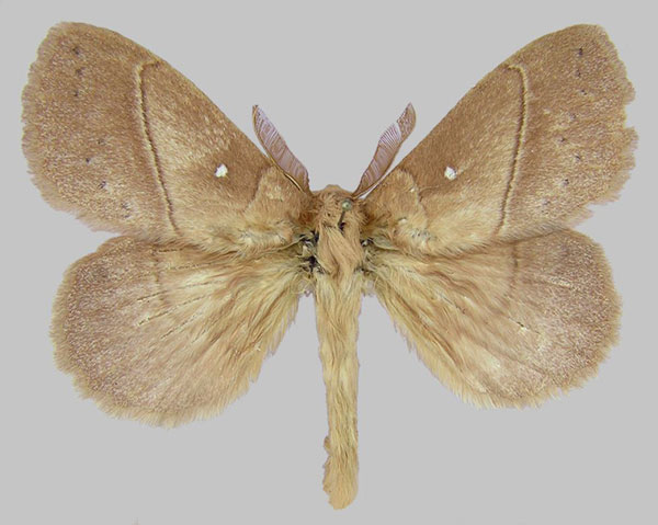 /filer/webapps/moths/media/images/M/montibia_Philotherma_AM_ZSM_02.jpg