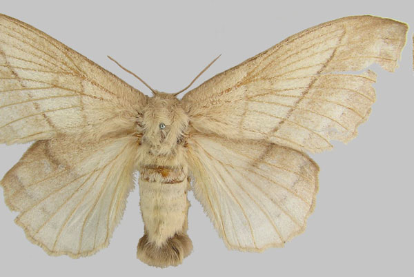 /filer/webapps/moths/media/images/M/montibia_Philotherma_PLT_MfN.jpg