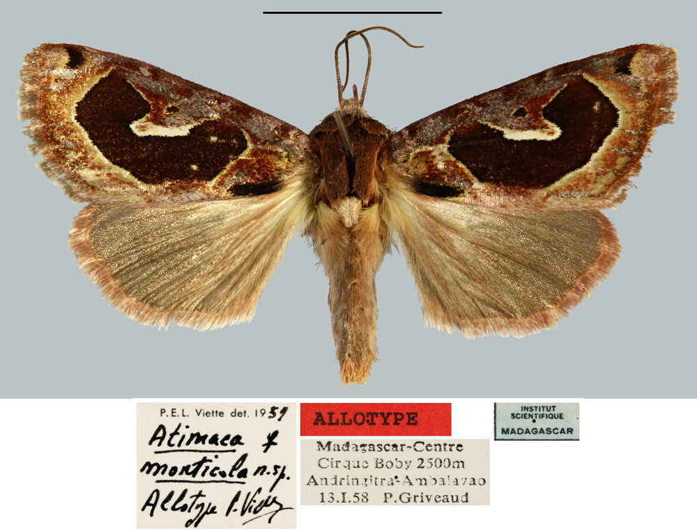 /filer/webapps/moths/media/images/M/monticola_Atimaea_AT_MNHN.jpg