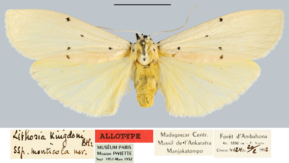 /filer/webapps/moths/media/images/M/monticola_Eilema_AT_MNHN.jpg