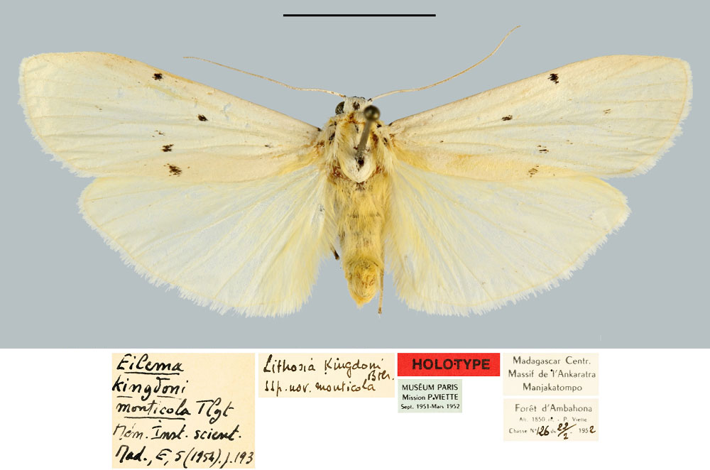 /filer/webapps/moths/media/images/M/monticola_Eilema_HT_MNHN.jpg