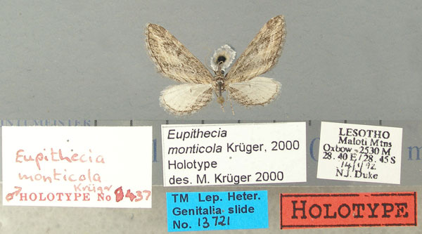 /filer/webapps/moths/media/images/M/monticola_Eupithecia_HT_TMSA.jpg