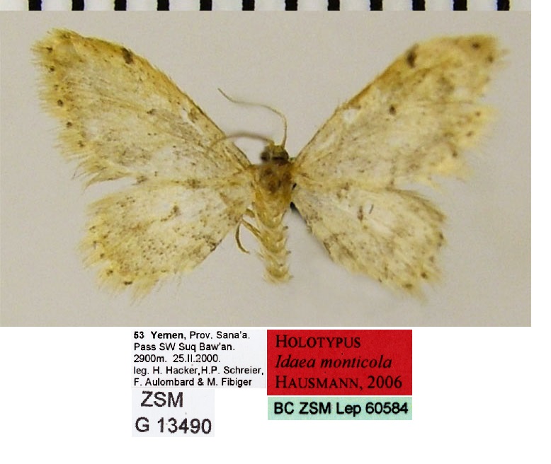 /filer/webapps/moths/media/images/M/monticola_Idaea_HT_ZSMa.jpg