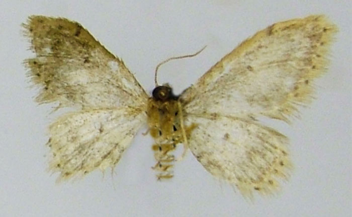 /filer/webapps/moths/media/images/M/monticola_Idaea_HT_ZSMb.jpg
