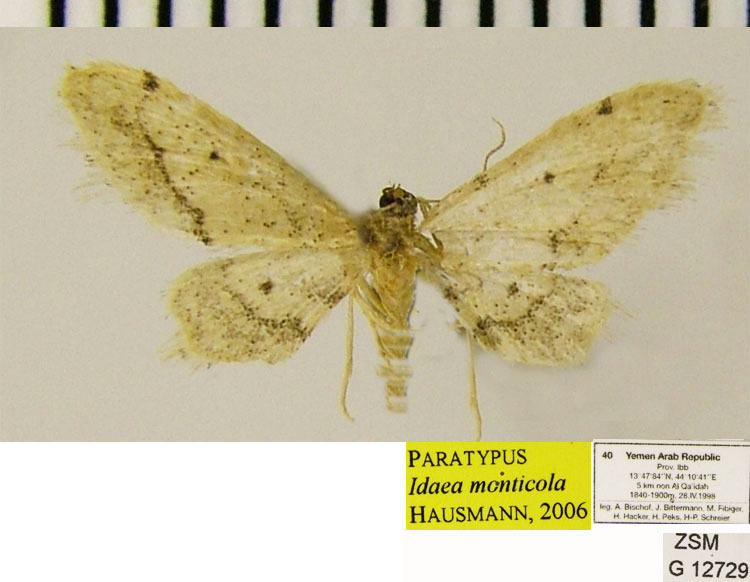 /filer/webapps/moths/media/images/M/monticola_Idaea_PTM_ZSM.jpg