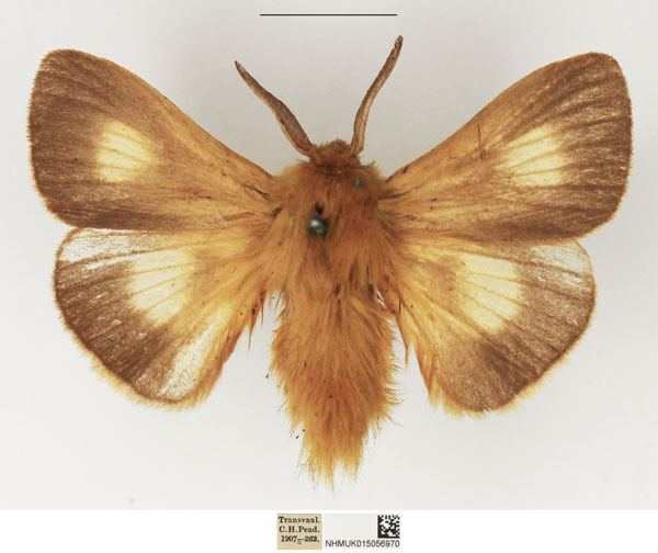/filer/webapps/moths/media/images/M/monticola_Mesocelis_AF_NHMUK.jpg